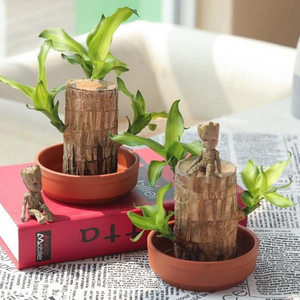 【Factory Outlet】Brazilwood Hydroponic Plants Groot Lucky Wood Potted