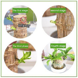 【Factory Outlet】Brazilwood Hydroponic Plants Groot Lucky Wood Potted