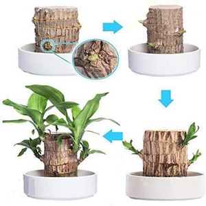 【Factory Outlet】Brazilwood Hydroponic Plants Groot Lucky Wood Potted