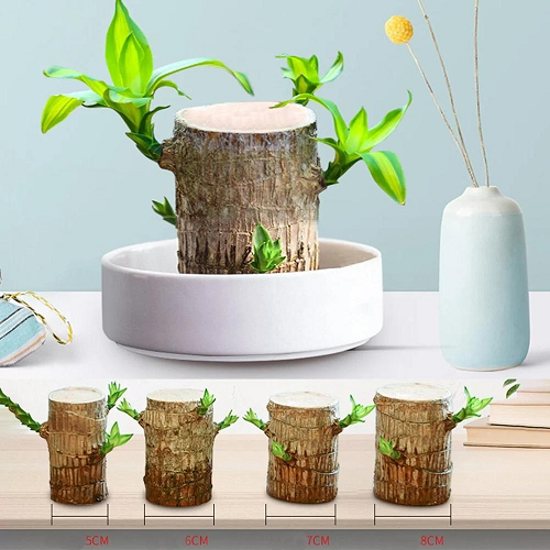 【Factory Outlet】Brazilwood Hydroponic Plants Groot Lucky Wood Potted