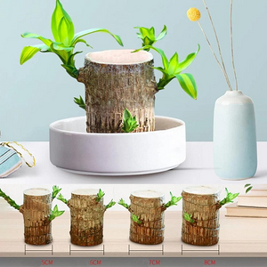 【Factory Outlet】Brazilwood Hydroponic Plants Groot Lucky Wood Potted