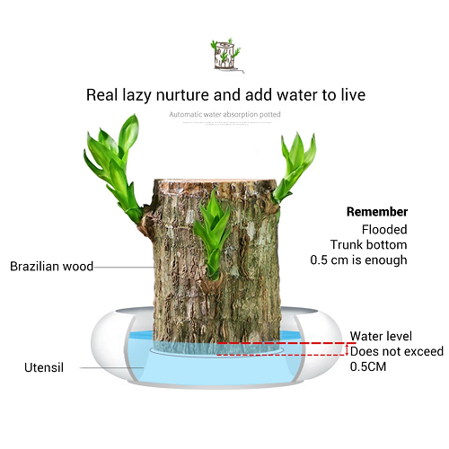 【Factory Outlet】Brazilwood Hydroponic Plants Groot Lucky Wood Potted