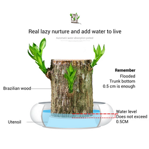 【Factory Outlet】Brazilwood Hydroponic Plants Groot Lucky Wood Potted