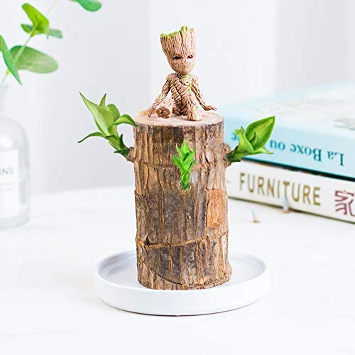 【Factory Outlet】Brazilwood Hydroponic Plants Groot Lucky Wood Potted