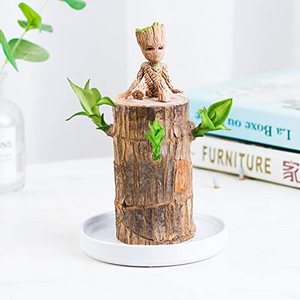 【Factory Outlet】Brazilwood Hydroponic Plants Groot Lucky Wood Potted