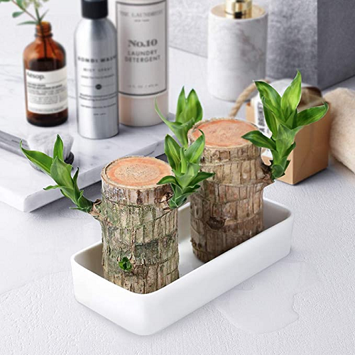 【Factory Outlet】Brazilwood Hydroponic Plants Groot Lucky Wood Potted