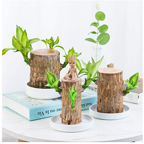 【Factory Outlet】Brazilwood Hydroponic Plants Groot Lucky Wood Potted